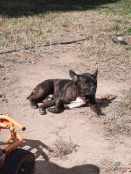 Lost Male Dog last seen Wickham Rd, Bumpass, VA 23024