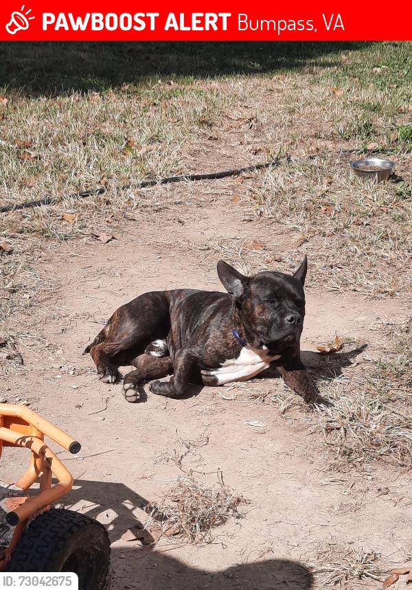 Lost Male Dog last seen Wickham Rd, Bumpass, VA 23024