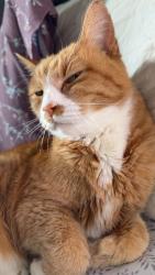 Reunited Female Cat last seen Right off sarno road, Melbourne, FL 32935