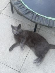 Lost Male Cat last seen Field in Stonehouse Rowbotham Way, Gloucestershire, England GL10