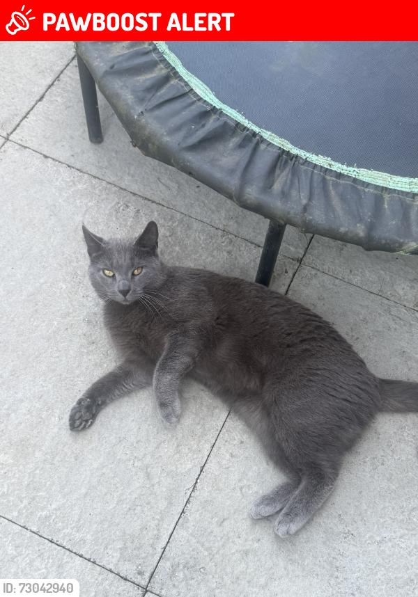 Lost Male Cat last seen Field in Stonehouse Rowbotham Way, Gloucestershire, England GL10