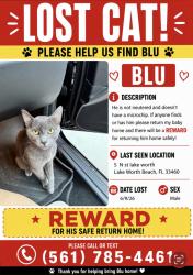 Lost Male Cat last seen S N St, Lake Worth Beach, FL 33460