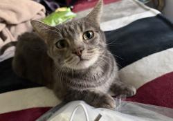 Lost Male Cat last seen Kester and Vanowen , Los Angeles, CA 91405