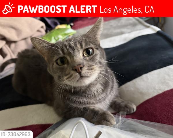 Lost Male Cat last seen Kester and Vanowen , Los Angeles, CA 91405
