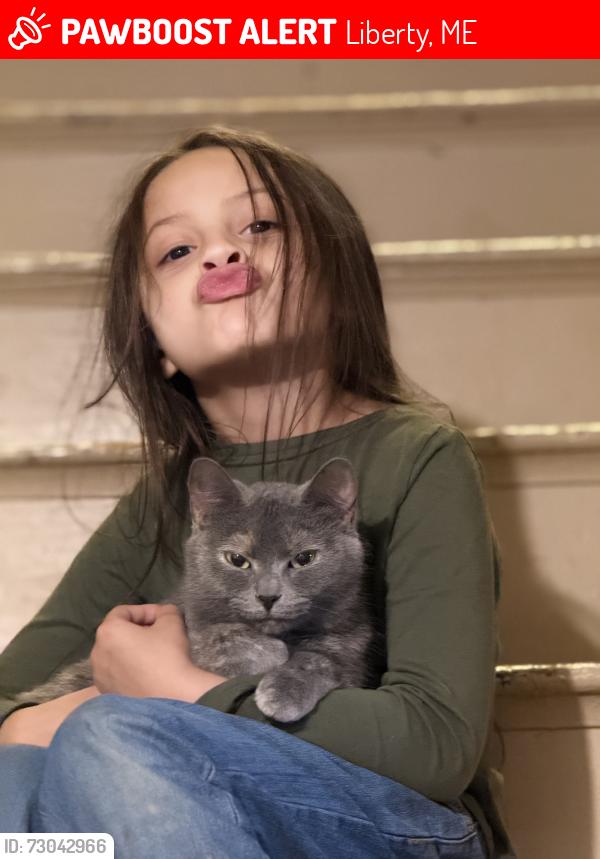 Lost Female Cat last seen Stevens pond rd, liberty, Liberty, ME 04949