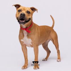 Shelter Stray Female Dog last seen , 3607 N Armenia Ave, Tampa, FL 33607, USA