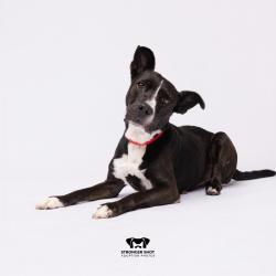 Shelter Stray Female Dog last seen , 3607 N Armenia Ave, Tampa, FL 33607, USA