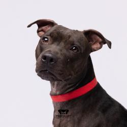 Shelter Stray Female Dog last seen , 3607 N Armenia Ave, Tampa, FL 33607, USA