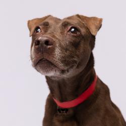 Shelter Stray Female Dog last seen , 3607 N Armenia Ave, Tampa, FL 33607, USA