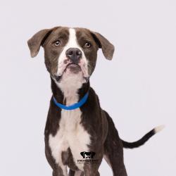 Shelter Stray Male Dog last seen , 3607 N Armenia Ave, Tampa, FL 33607, USA