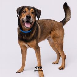 Shelter Stray Male Dog last seen , 3607 N Armenia Ave, Tampa, FL 33607, USA