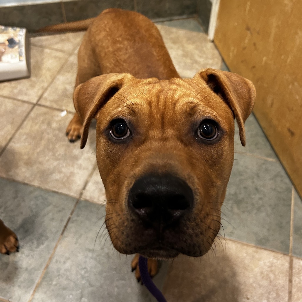 Shelter Stray Male Dog last seen , 4500 N Access Rd, Chattanooga, TN 37415, USA