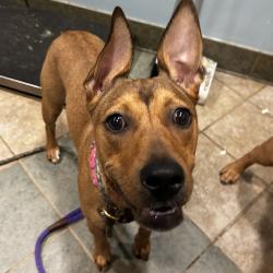 Shelter Stray Female Dog last seen , 4500 N Access Rd, Chattanooga, TN 37415, USA