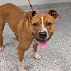 Shelter Stray Male Dog last seen , 328 Furman Hall Rd, Greenville, SC 29609, USA