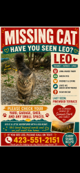 Lost Male Cat last seen Pinewood avenue, Chattanooga, TN 37411