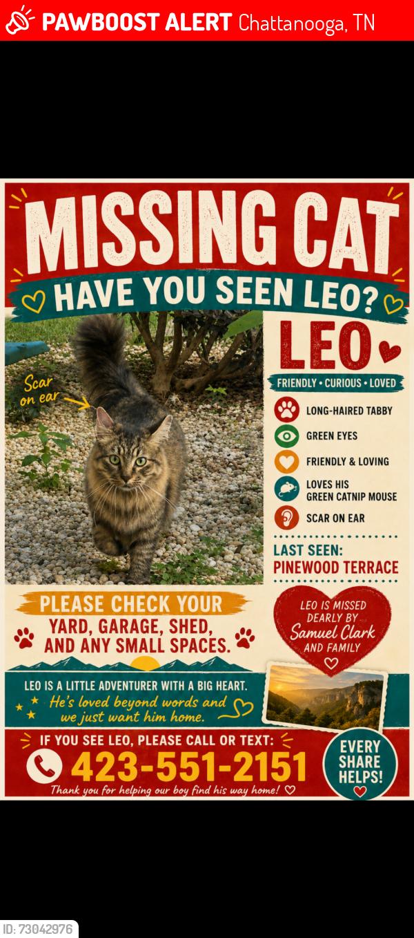 Lost Male Cat last seen Pinewood avenue, Chattanooga, TN 37411