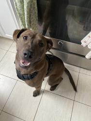 Found/Stray Male Dog last seen West 130th Street and Saint Nicholas Terrace, New York, NY 10027
