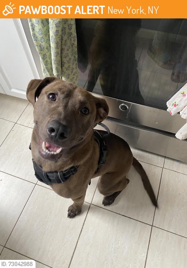 Found/Stray Male Dog last seen West 130th Street and Saint Nicholas Terrace, New York, NY 10027