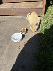 Found/Stray Male Cat last seen Rolling Hills Road, Lewiston, MN 55952