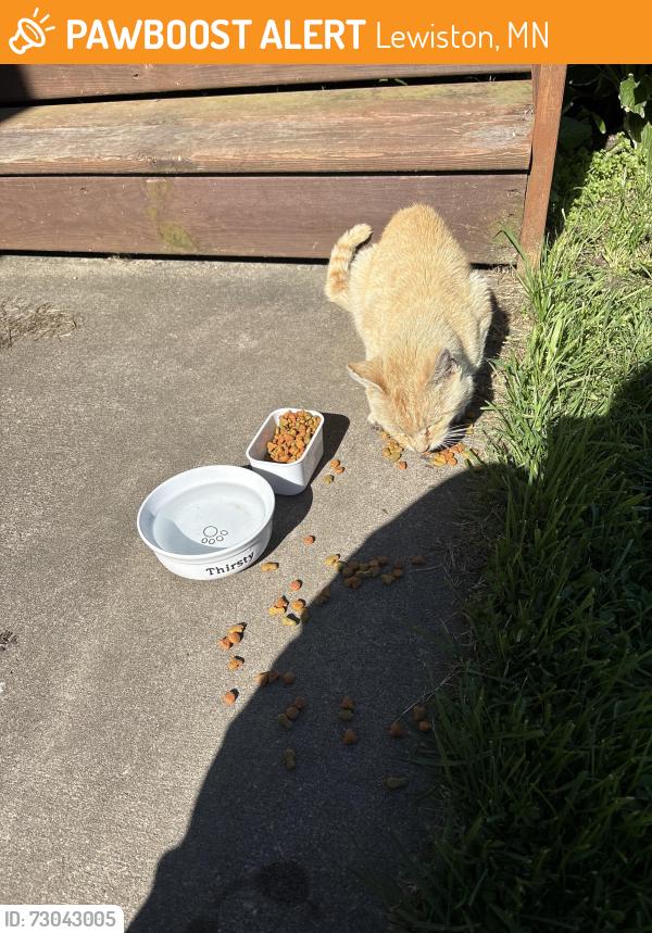 Found/Stray Male Cat last seen Rolling Hills Road, Lewiston, MN 55952