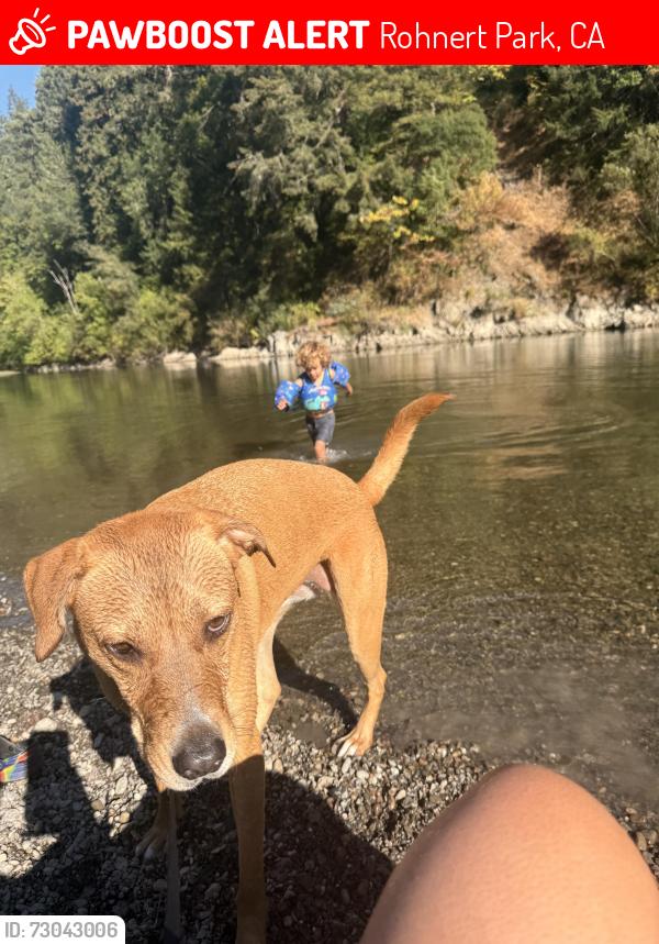 Lost Female Dog last seen Rodeway Inn, Rohnert Park, CA 94928