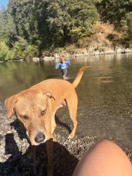 Lost Female Dog last seen Rodeway Inn, Rohnert Park, CA 94928