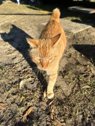 Lost Male Cat last seen Skunk Valley Rd, Panama City, FL 32409