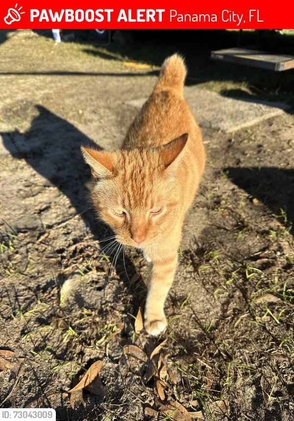 Lost Male Cat last seen Skunk Valley Rd, Panama City, FL 32409