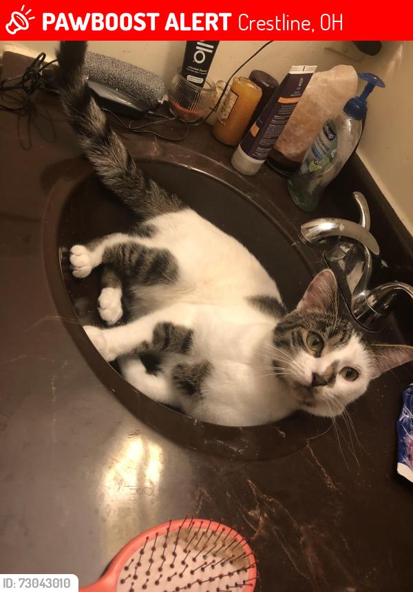 Lost Male Cat last seen 7/11 in Crestline, Crestline, OH 44827