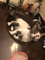 Lost Male Cat last seen 7/11 in Crestline, Crestline, OH 44827