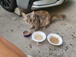 Found/Stray Female Cat last seen Coit Rd. And Virginia Pkwy , McKinney, TX 75070