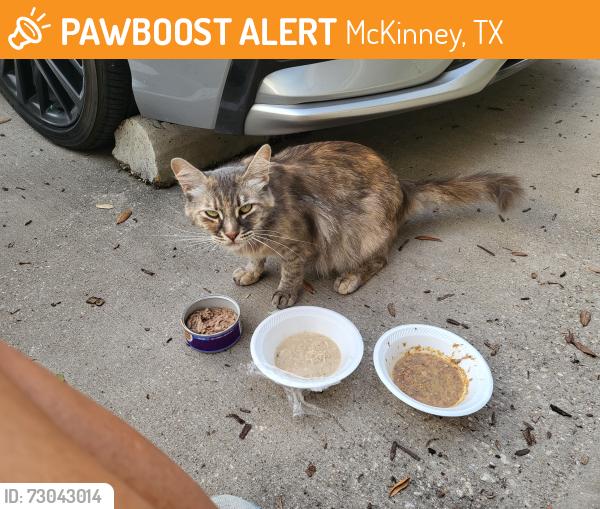 Found/Stray Female Cat last seen Coit Rd. And Virginia Pkwy , McKinney, TX 75070
