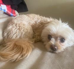 Lost Female Dog last seen Apex and CedarWood Drive (Banning- Riverside), Banning, CA 92220