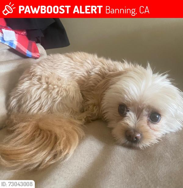 Lost Female Dog last seen Apex and CedarWood Drive (Banning- Riverside), Banning, CA 92220