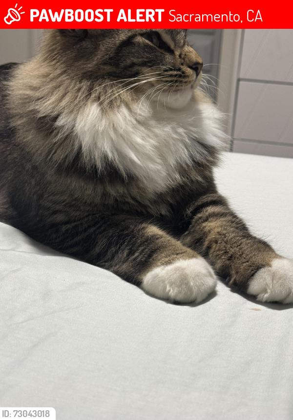 Lost Male Cat last seen Willowbrook Dr, Sacramento, CA 95842