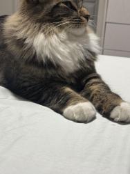 Lost Male Cat last seen Willowbrook Dr, Sacramento, CA 95842