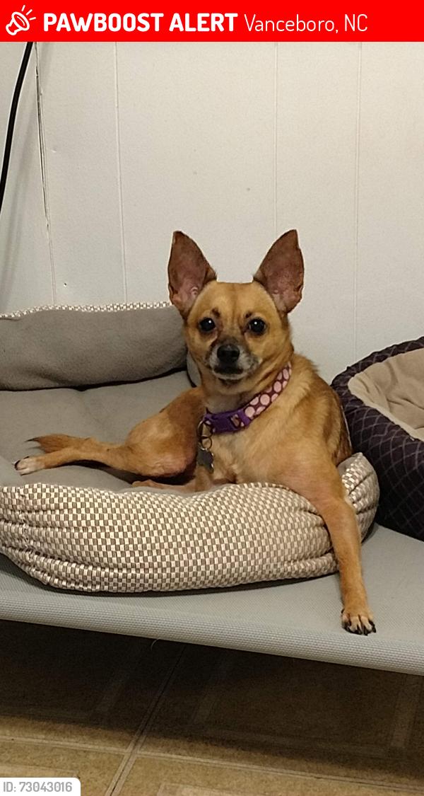 Lost Female Dog last seen None, Vanceboro, NC 28586