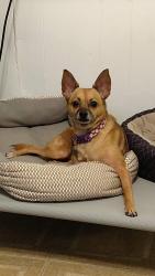 Lost Female Dog last seen None, Vanceboro, NC 28586
