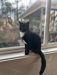 Lost Male Cat last seen Hwy 101 and hwy 414 , Landrum, SC 29356