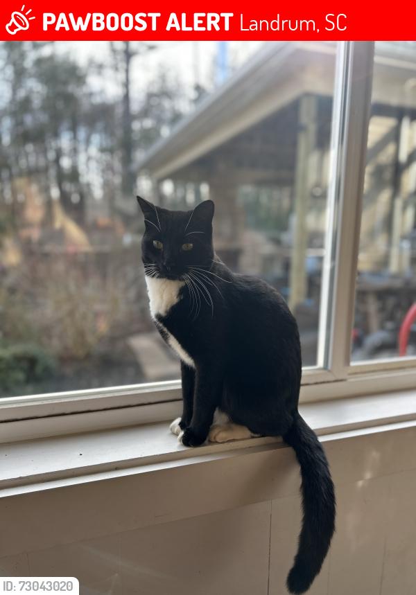 Lost Male Cat last seen Hwy 101 and hwy 414 , Landrum, SC 29356