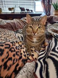 Lost Female Cat last seen Starflower and Willow Tree Lane Martinez , Martinez, CA 94553