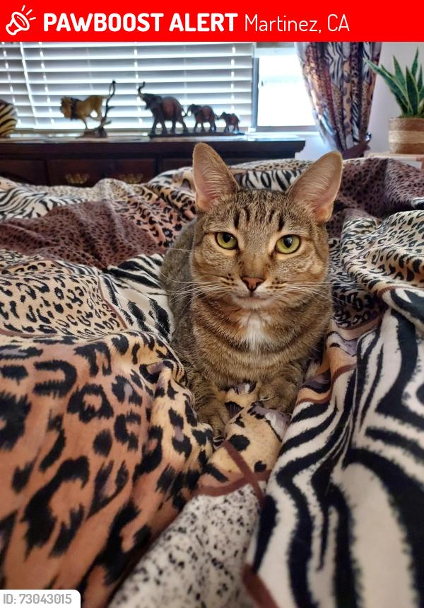 Lost Female Cat last seen Starflower and Willow Tree Lane Martinez , Martinez, CA 94553