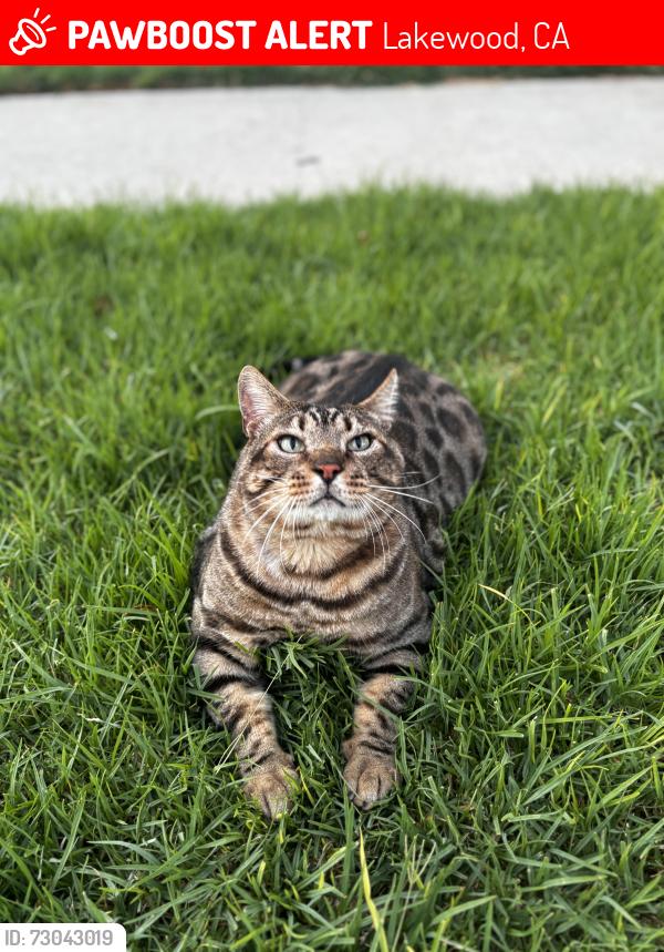 Lost Male Cat last seen Carson St, Woodruff Blvd, Lakewood, CA 90713