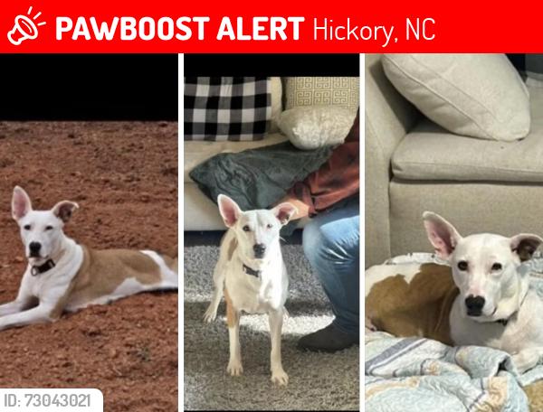 Lost Female Dog last seen Viewmont near 29th Ave NW, Hickory, NC 28601