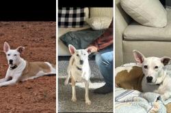 Lost Female Dog last seen Viewmont near 29th Ave NW, Hickory, NC 28601
