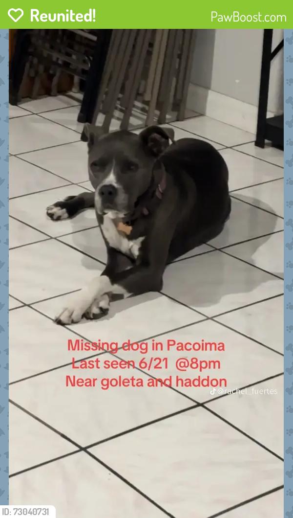 Reunited Female Dog last seen Terrabella St, San Fernando, CA 91341