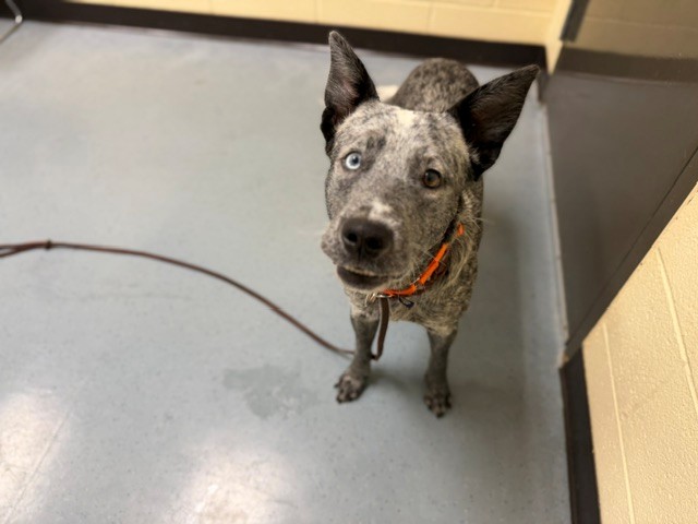 Shelter Stray Male Dog last seen Near BLOCK N VERBENA ST, DENVER CO 80220, 1241 W Bayaud Ave, Denver, CO 80223, USA