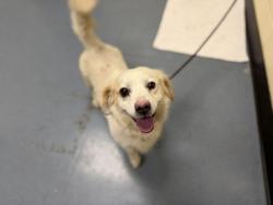 Shelter Stray Male Dog last seen Near BLOCK N FEDERAL BLVD, DENVER CO 80219, 1241 W Bayaud Ave, Denver, CO 80223, USA