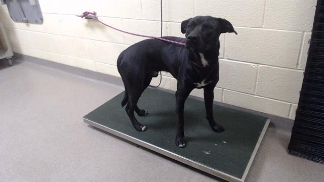 Shelter Stray Male Dog last seen Near BLOCK W BAYAUD AVE, DENVER CO 80223, 1241 W Bayaud Ave, Denver, CO 80223, USA