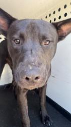Shelter Stray Male Dog last seen Near BLK CHESTER AV, BAKERSFIELD, CA, 201 S Mt Vernon Ave, Bakersfield, CA 93307, USA